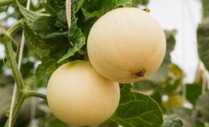 甜瓜的营养价值及作用功效禁忌_吃甜瓜的好处与妙用