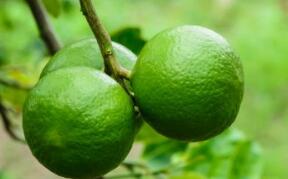 香橼的营养价值及作用功效禁忌_吃香橼的好处与妙用