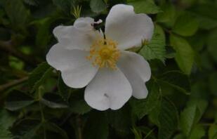 金樱子的营养价值及作用功效禁忌_吃金樱子的好处与妙用