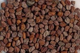 沙苑子的营养价值及作用功效禁忌_吃沙苑子的好处与妙用