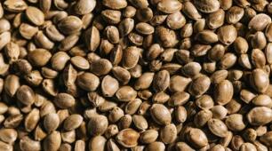 火麻仁的营养价值及作用功效禁忌_吃火麻仁的好处与妙用