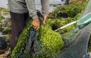 海藻的营养价值及作用功效禁忌_吃海藻的好处与养生吃法