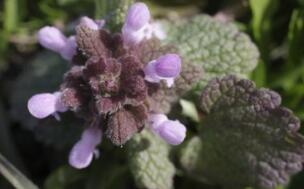 夏枯草的营养价值及作用功效禁忌_吃夏枯草的好处与养生吃法