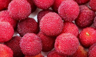 女人吃杨梅的好处与禁忌_女人吃杨梅的作用功效