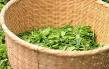 绿茶的美容作用与功效_女人绿茶的美容吃法与做法