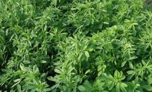苜蓿的最佳吃法、好处与坏处_苜蓿的药用营养价值与功效作用