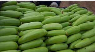 西葫芦的最佳吃法、好处与坏处_西葫芦的药用营养价值与功效作用