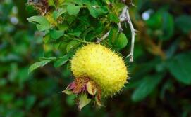 刺梨的最佳吃法、好处与坏处_刺梨的药用营养价值与功效作用