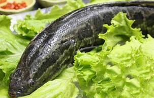 黑鱼的最佳吃法、好处与坏处_黑鱼的药用营养价值与功效作用