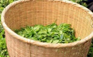绿茶的最佳吃法、好处与坏处_绿茶的药用营养价值与功效作用