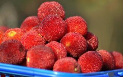 杨梅的别名、保健功效与作用作用_杨梅的食疗偏方与特点