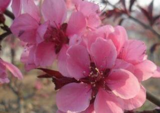 桃花的别名、保健功效与作用作用_桃花的食疗偏方与特点