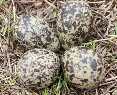 菟丝枸杞麻雀蛋的作用功效与做法_菟丝枸杞麻雀蛋怎么做