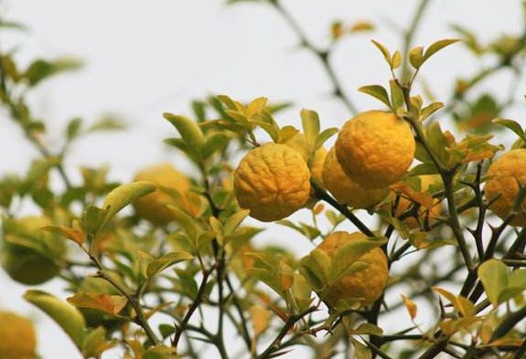 金橘酒怎么泡？自酿金橘酒的制作方法与作用功效