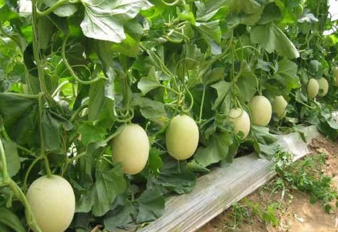 甜瓜酒怎么泡？自酿甜瓜酒的制作方法与作用功效