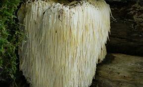 猴头菇的最佳搭配_猴头菇相克与相宜的食物有哪些