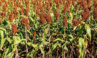 高粱的最佳搭配_高粱相克与相宜的食物有哪些