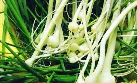 薤白.jpg