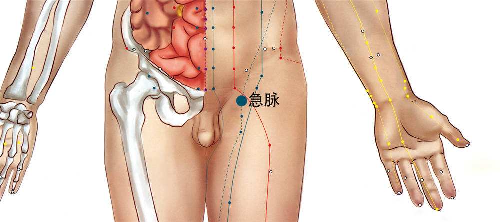 急脉穴的准确位置图和作用_位置怎么找?常用配伍与功效