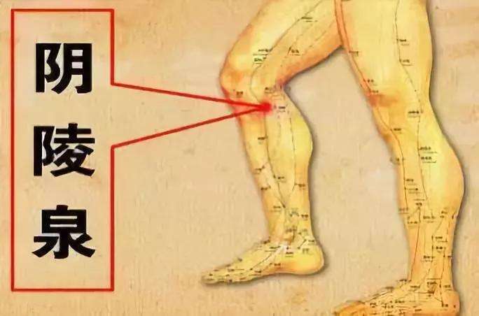 阴陵泉穴的准确位置图和作用_位置怎么找?常用配伍与功效