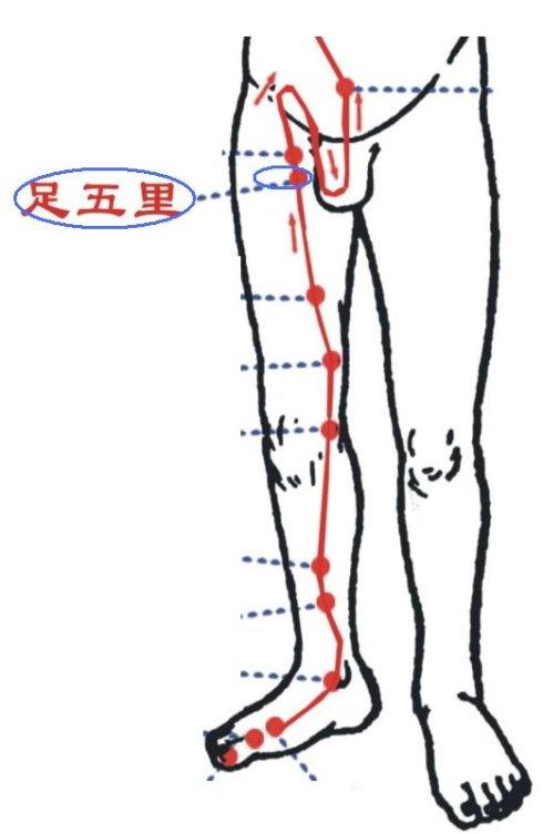 足五里穴的准确位置图和作用_位置怎么找?常用配伍与功效