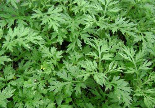 艾叶有毒吗?有哪些毒副作用与不良表现