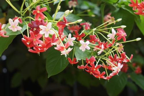 生使君子有毒吗？有哪些毒副作用与不良表现