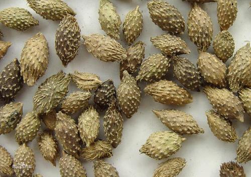 苍耳子有毒吗?有哪些毒副作用与不良表现