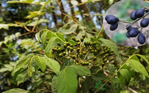 鸦胆子有毒吗？有哪些毒副作用与不良表现