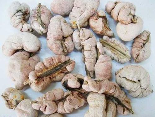 茺蔚子有毒吗？有哪些毒副作用与不良表现