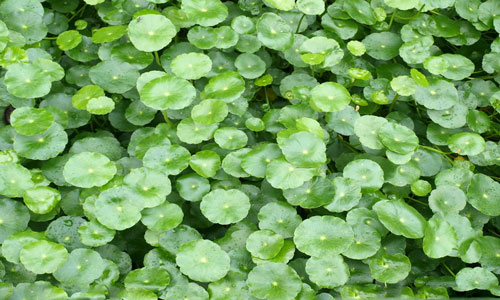 透骨草有毒吗？有哪些毒副作用与不良表现