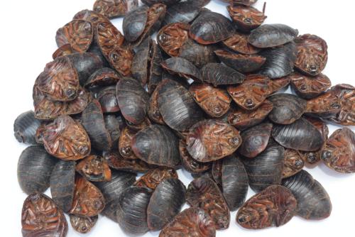 斑蝥(青娘子、红娘子)有毒吗？有哪些毒副作用与不良表现