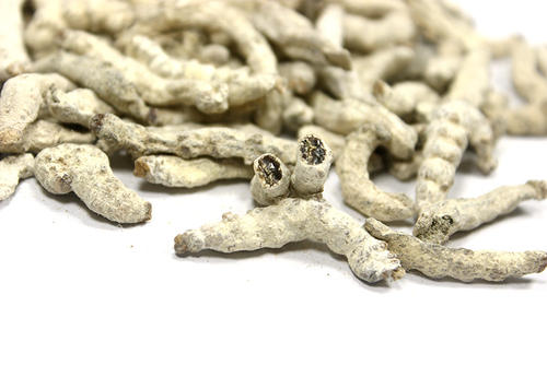 僵蚕(白僵蚕)有毒吗？有哪些毒副作用与不良表现