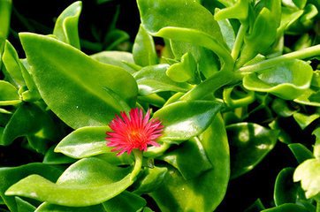 穿心莲中毒症状与解毒措施_穿心莲过敏的症状及处理