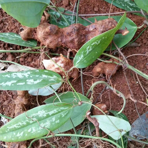 土茯苓中毒症状与解毒措施_土茯苓过敏的症状及处理