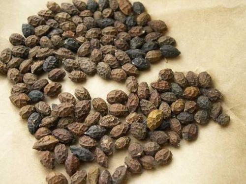 鸦胆子中毒症状与解毒措施_鸦胆子过敏的症状及处理