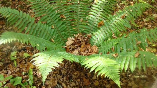 绵马贯众中毒症状与解毒措施_绵马贯众过敏的症状及处理