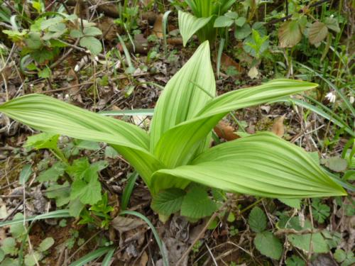芦荟中毒症状与解毒措施_芦荟过敏的症状及处理
