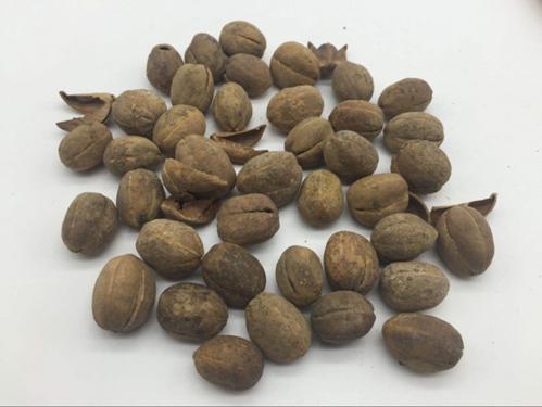 巴豆中毒症状与解毒措施_巴豆过敏的症状及处理