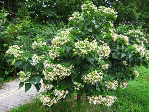 臭梧桐中毒症状与解毒措施_臭梧桐过敏的症状及处理