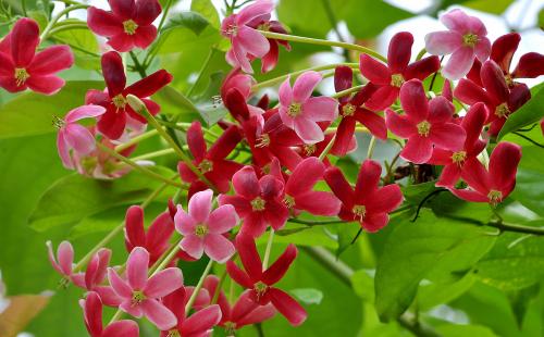 使君子中毒症状与解毒措施_使君子过敏的症状及处理