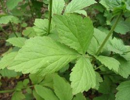 艾叶中毒症状与解毒措施_艾叶过敏的症状及处理