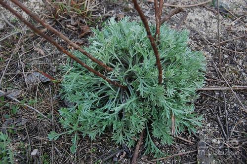 益母草中毒症状与解毒措施_益母草过敏的症状及处理