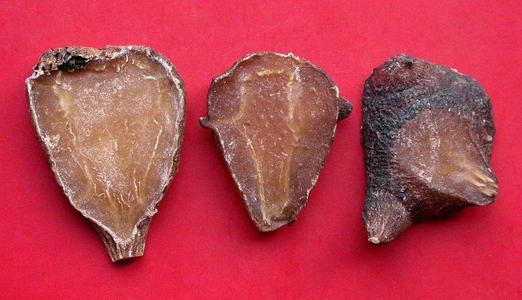 斑蝥中毒症状与解毒措施_斑蝥过敏的症状及处理