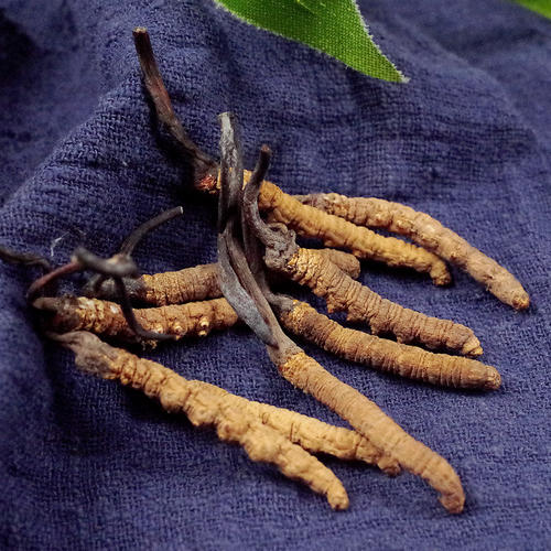 华山参中毒症状与解毒措施_华山参过敏的症状及处理