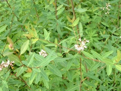 罗布麻中毒症状与解毒措施_罗布麻过敏的症状及处理