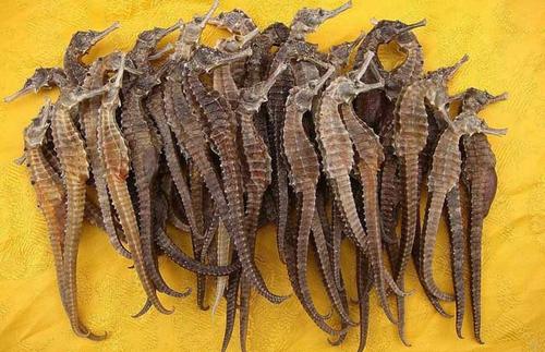 海马中毒症状与解毒措施_海马过敏的症状及处理