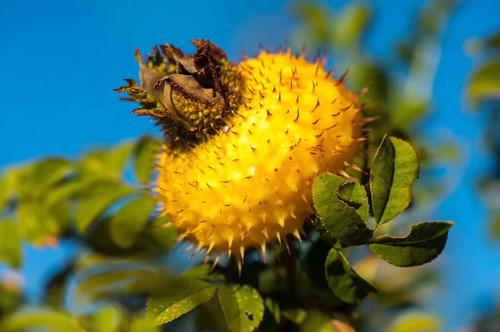 女人吃刺梨可以美容美白吗？刺梨女性怎么吃比较好