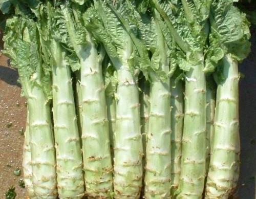 女人吃莴苣可以美容美白吗?莴苣女性怎么吃比较好