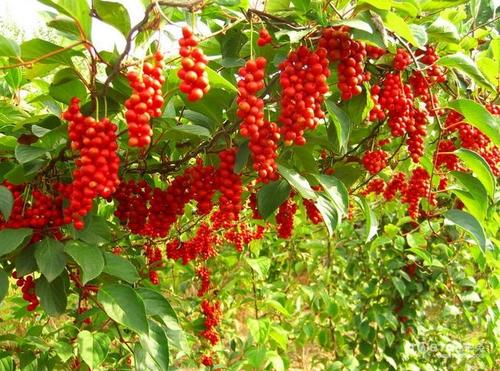 女人吃五味子可以美容美白吗？五味子女性怎么吃比较好